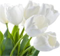 tulipán_227