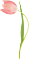 tulipán_229