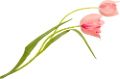 tulipán_230