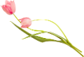 tulipán_231