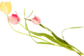 tulipán_232
