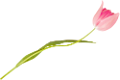tulipán_233