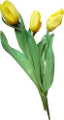 tulipán_234