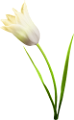 tulipán_236