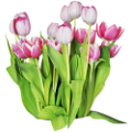 tulipán_237