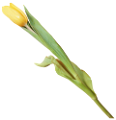 tulipán_238