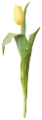 tulipán_239