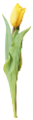 tulipán_240
