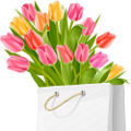 tulipán_242