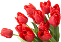 tulipán_245