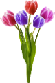tulipán_250