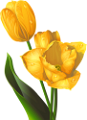 tulipán_253