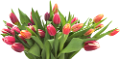 tulipán_254