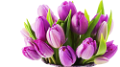 tulipán_256