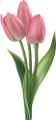 tulipán_258