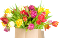 tulipán_261