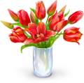 tulipán_262