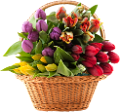 tulipán_263