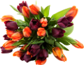 tulipán_265