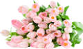 tulipán_266