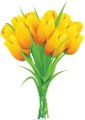 tulipán_270
