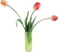 tulipán_274