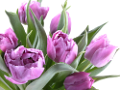 tulipán_277