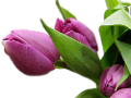 tulipán_278