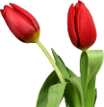 tulipán_279