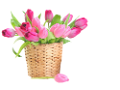 tulipán_280