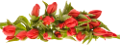 tulipán_282