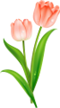 tulipán_285