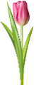 tulipán_286