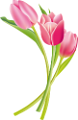 tulipán_287