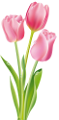 tulipán_288