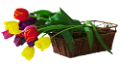 tulipán_290