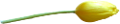 tulipán_294