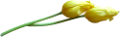 tulipán_295