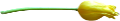tulipán_296