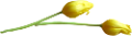 tulipán_297