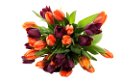 tulipán_299