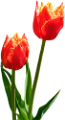 tulipán_30