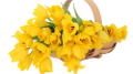 tulipán_300