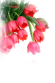tulipán_301