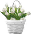 tulipán_302