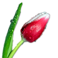 tulipán_303