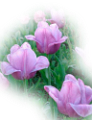 tulipán_304