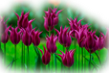 tulipán_305