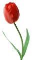 tulipán_306