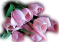 tulipán_307